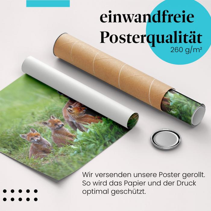 Gerolltes Poster "Fuchswelpen". Tierbabys, sicher verpackt.