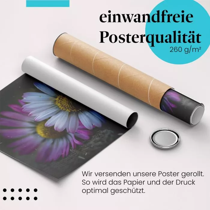 Winterliche Gänseblümchen | Postereck 2973