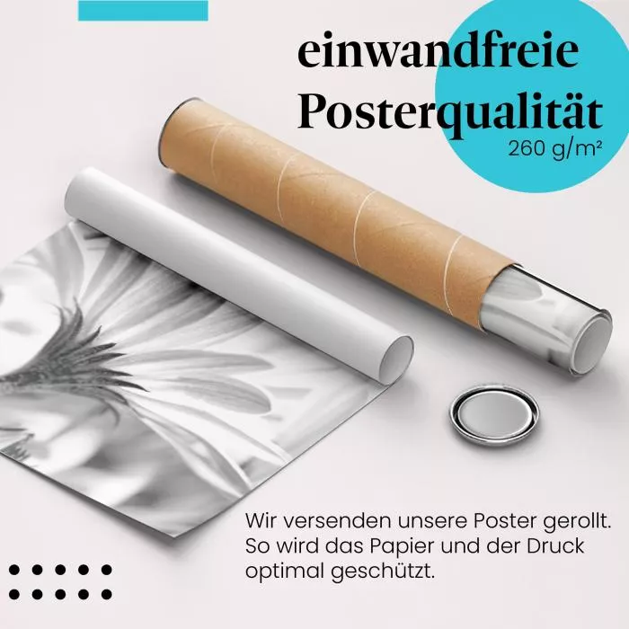 Gänseblümchen: Schwarz-Weiß | Postereck 1418