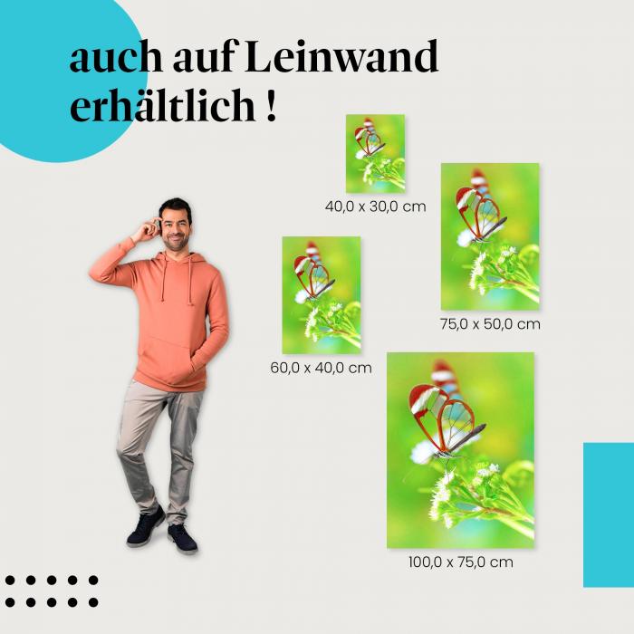 Leinwandbild "Exotischer Glasflügelfalter": Natur & Farbenpracht