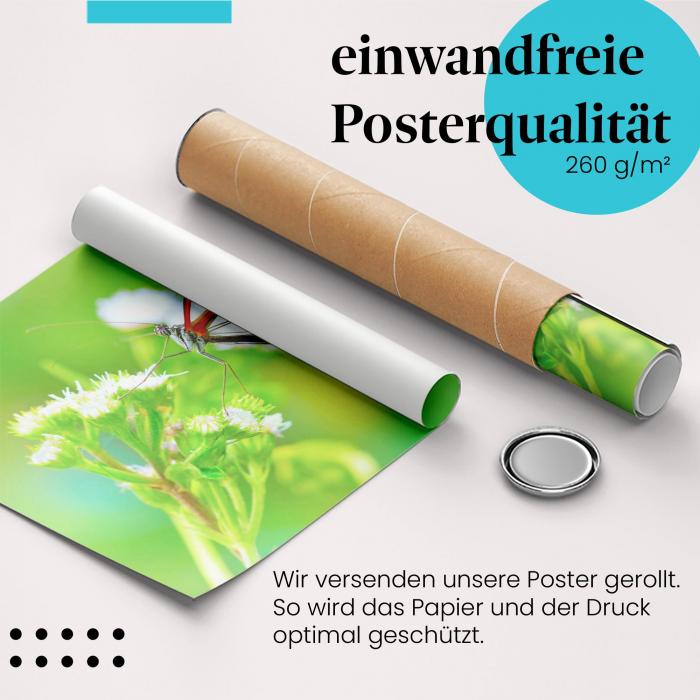 "Glasflügelfalter": Gerolltes Poster - Blüte, exotisch.