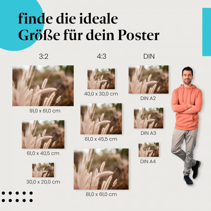 "Goldene Gräser": Poster mit warmen Farben & Nahaufnahme von Gräsern
