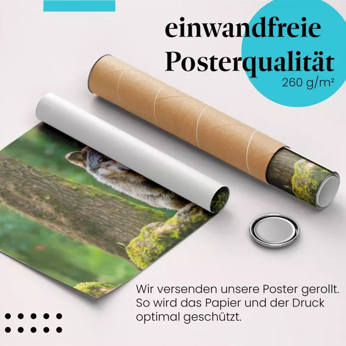Wolf im Wald | Postereck 4128