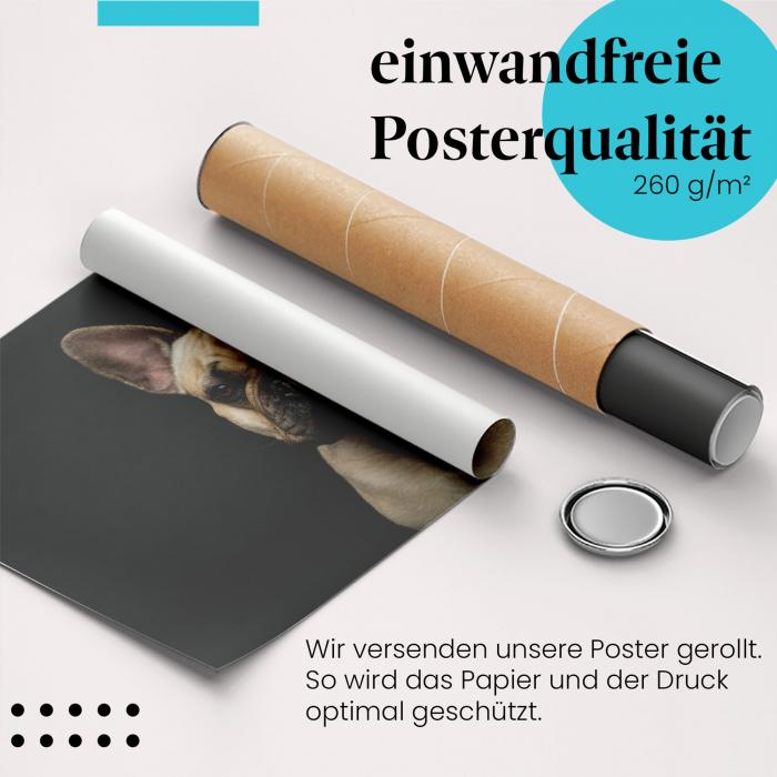 Gerolltes Poster "Bulldogge" - Hundeportrait, sicher verpackt.