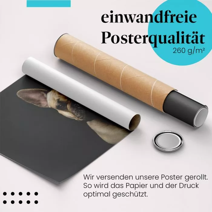 Französische Bulldogge | Postereck 4074