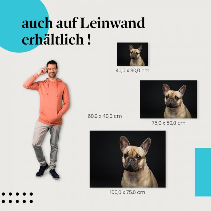 Bulldoggenwelpe: Leinwandbild. Schwarz, Blick, aufmerksam.