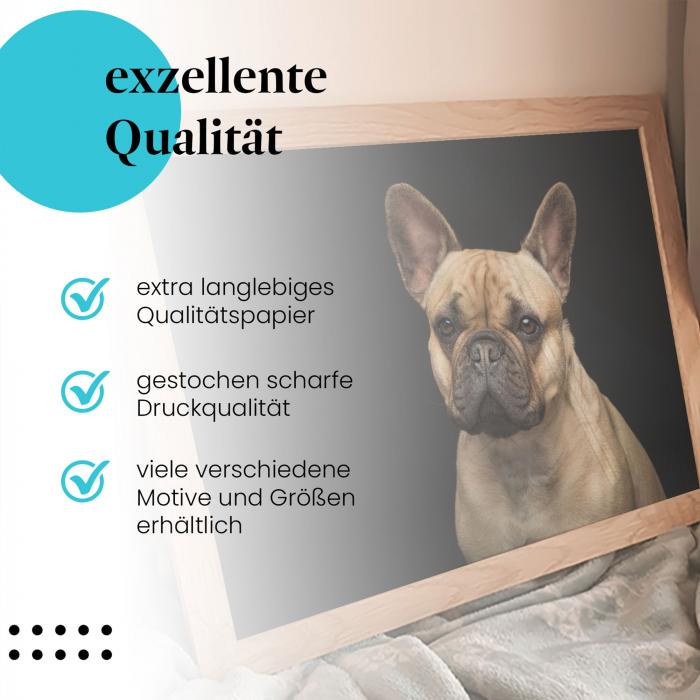 Leinwandbild "Französische Bulldogge": Schwarz-Weiß, aufmerksamer Blick - niedlich & charmant.