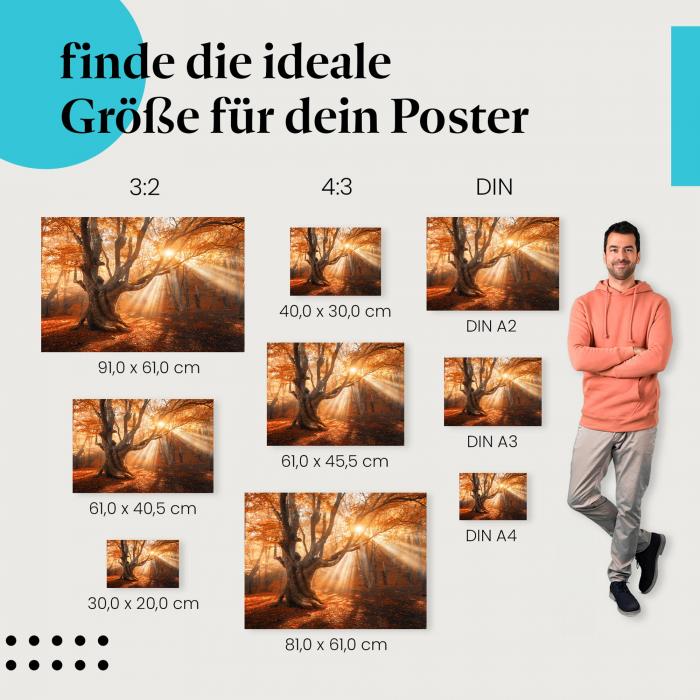 Herbstwald, Poster: Sonnenlicht, Baum, mystisch.