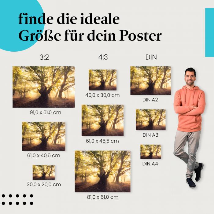 Finde die ideale Postergröße: Herbstlicher Buchenwald, goldener Nebel, knorriger Baum.