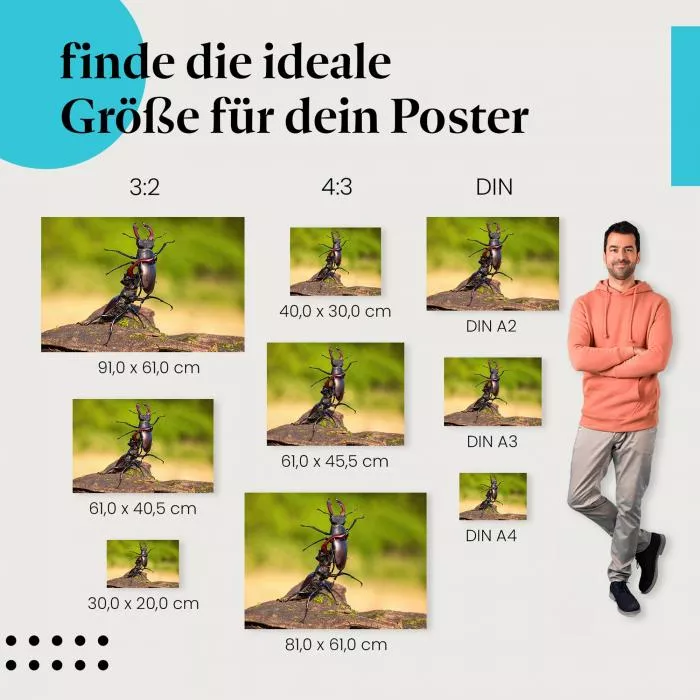 Hirschkäfer Kampf | Postereck 3885