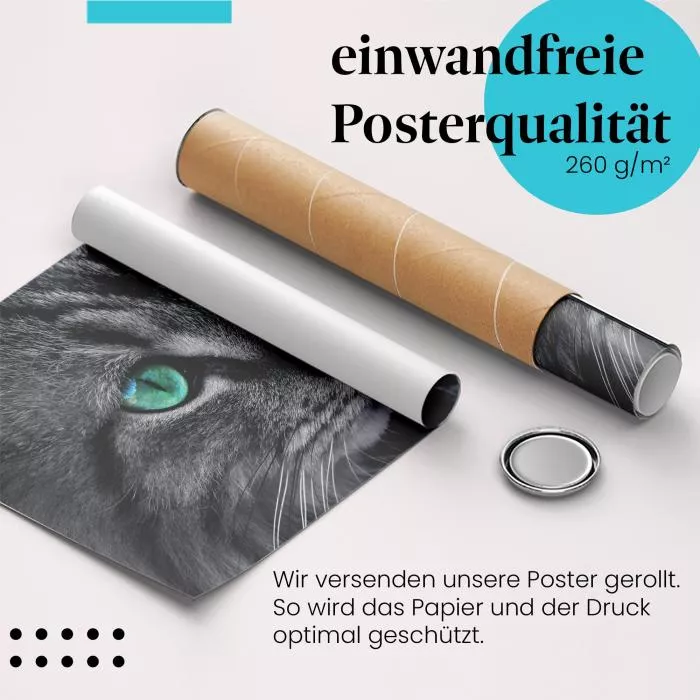 Katzenaugen | Postereck 2177