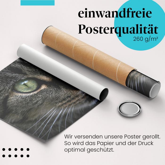 Gerolltes Poster "Katzenportrait". Katzenliebe & Schönheit, sicher verpackt.