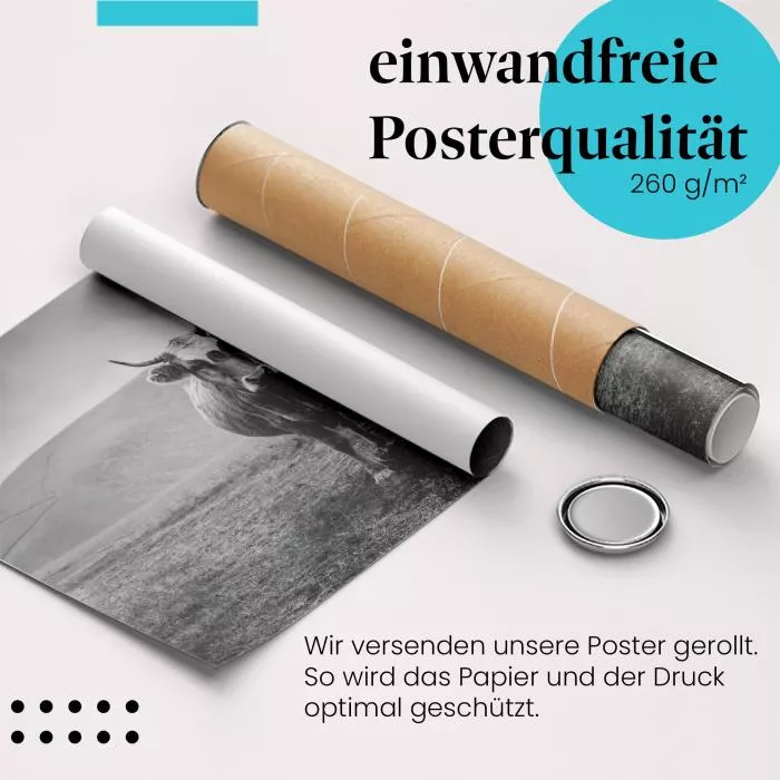 Kuh im Hochland | Postereck 2504