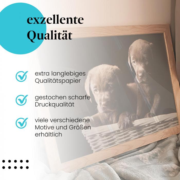 Preview:  Süße Labradorwelpen: Kuschelige Freude | Postereck 0209