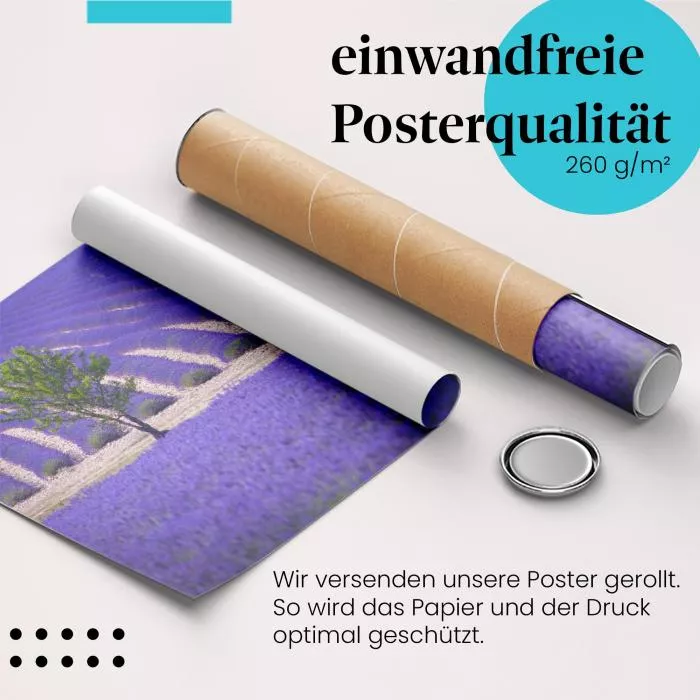 Lavendelfeld: Baum & violette Blüten | Postereck 0548