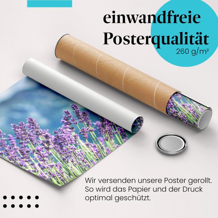 "Lavendelblüte": Gerolltes Poster, Bergpanorama.