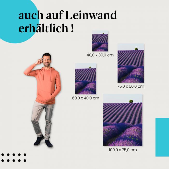 Lavendelfeld: Leinwandbild. Lila, Baum.