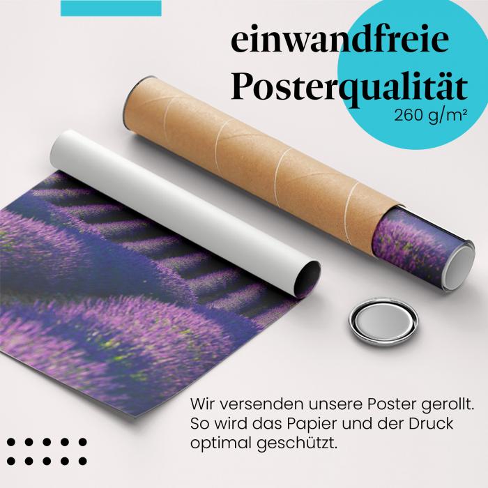 Gerolltes Poster "Lavendelfeld". Provence, sicher verpackt.