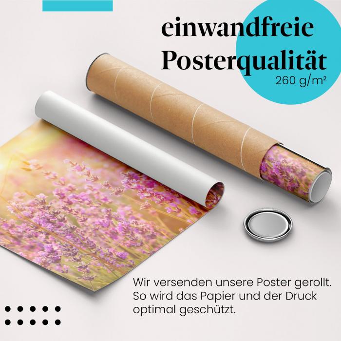 Gerolltes Poster "Lavendelfeld". Provenzalische Landschaft, sicher verpackt.