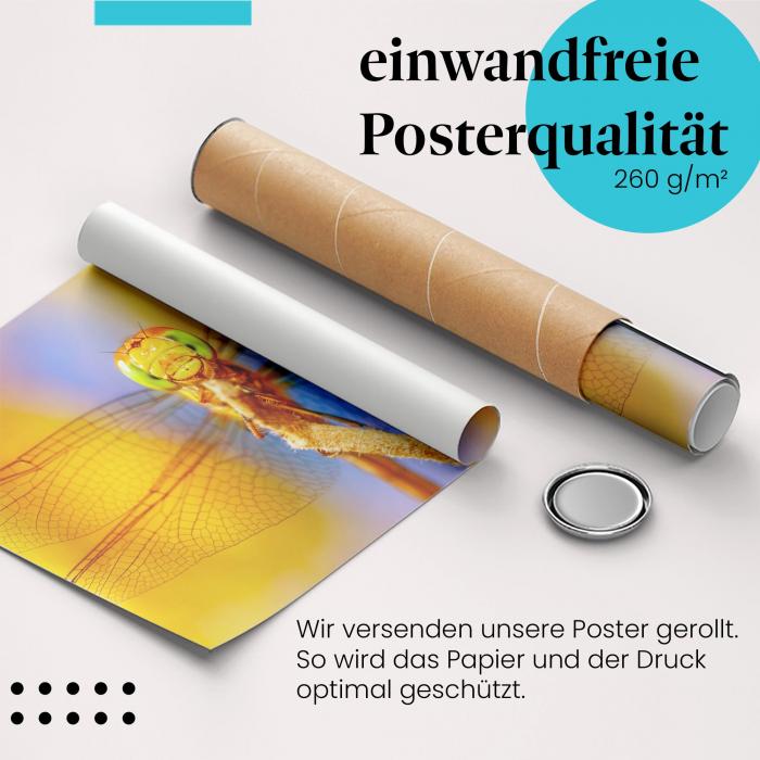 "Libelle": Gerolltes Poster - Gegenlicht.