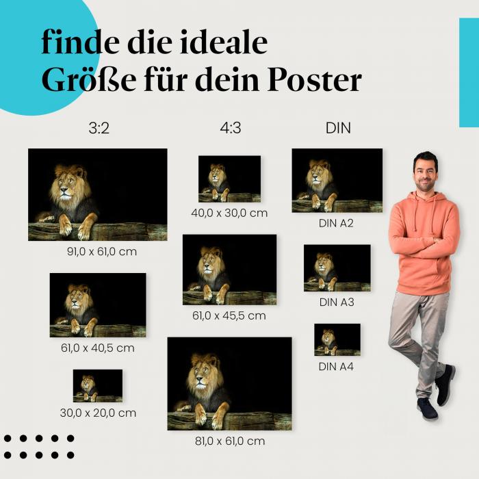 Finde die ideale Postergröße: Ruhende Löwe, Schatten, aufmerksamer Blick.