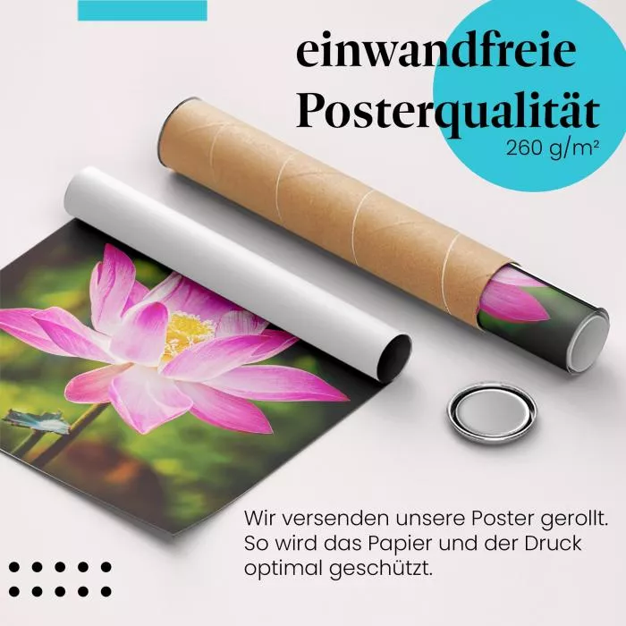 Pinke Lotusblüte | Postereck 2873