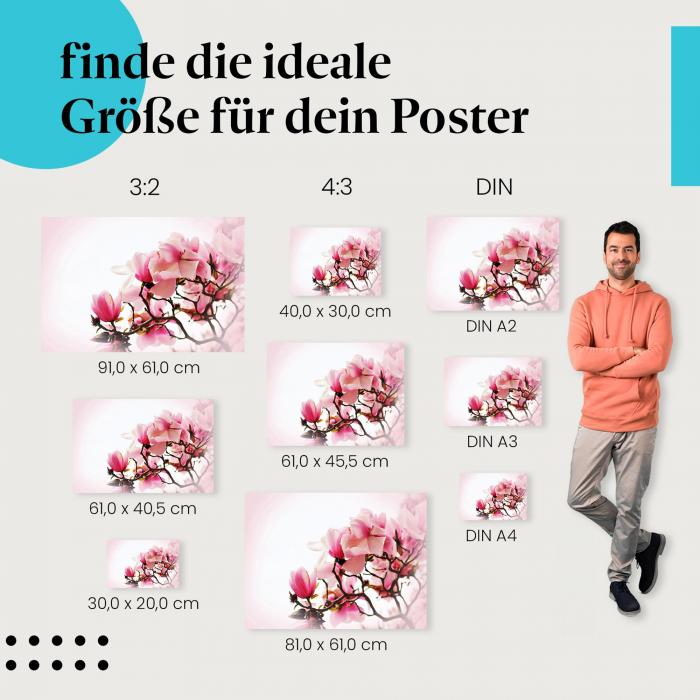 Magnolien, Poster: Rosa, Blüten, Frühling, romantisch.