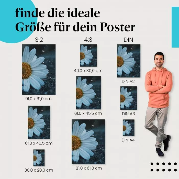 Margerite auf Asphalt | Postereck 2850