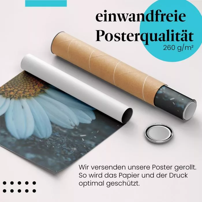 Margerite auf Asphalt | Postereck 2850