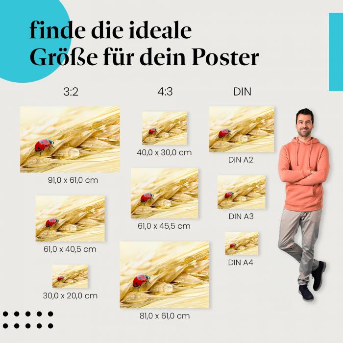 Postergrößen: Marienkäfer, Getreideähre, Sommer.