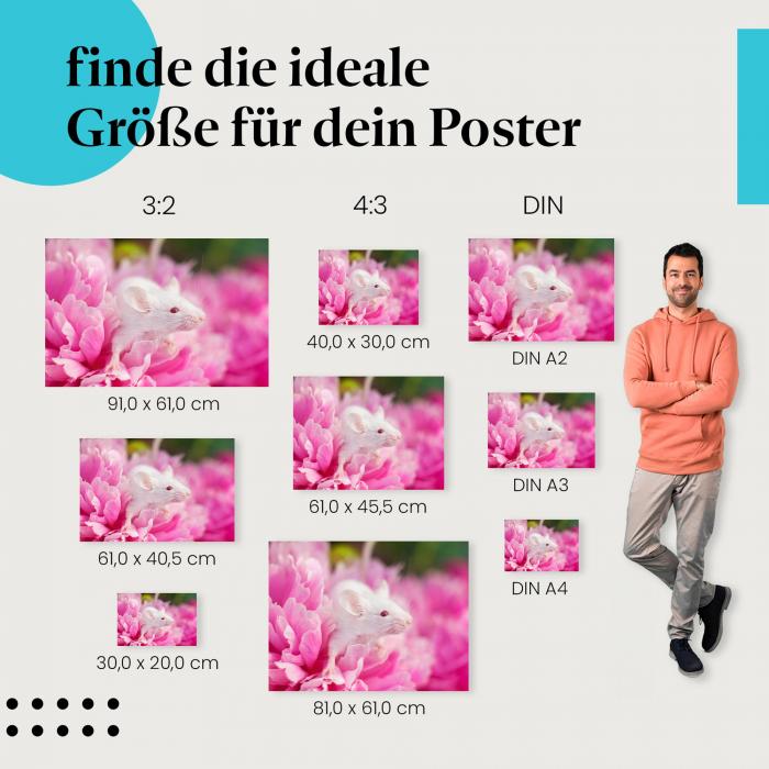 Maus, Poster: Rosa Pfingstrose, niedlich, Natur.