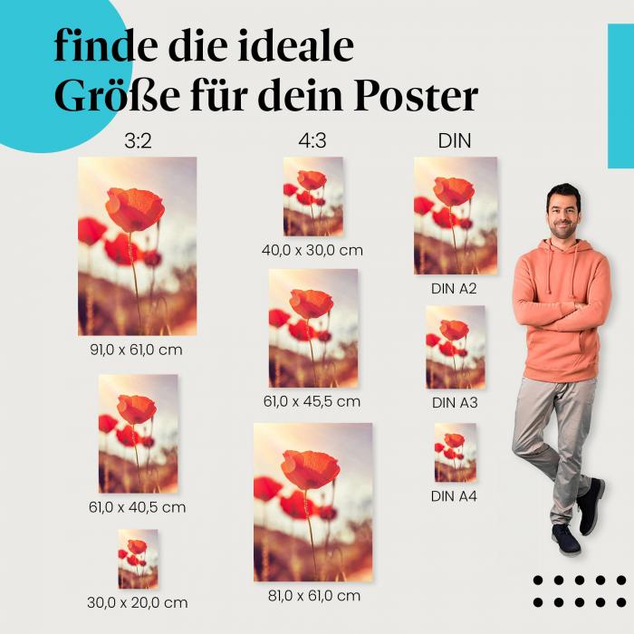 "Rote Mohnblumen": Poster - Leuchtende Mohnblumen & warmes Licht