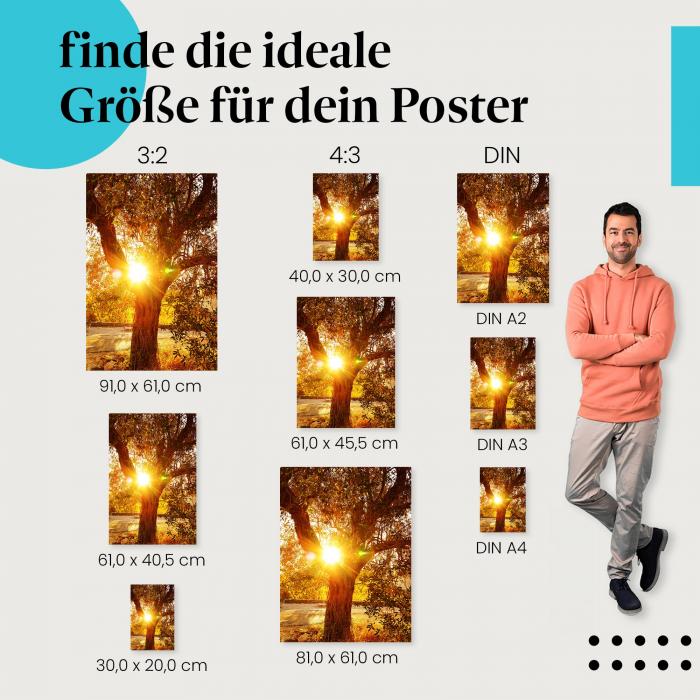 "Olivenbaum im Sonnenlicht": Poster - Olivenbaum & Symbolkraft