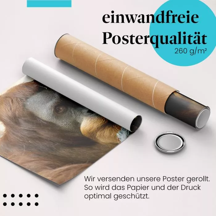 Orang-Utan: Nachdenklicher Blick | Postereck 0706