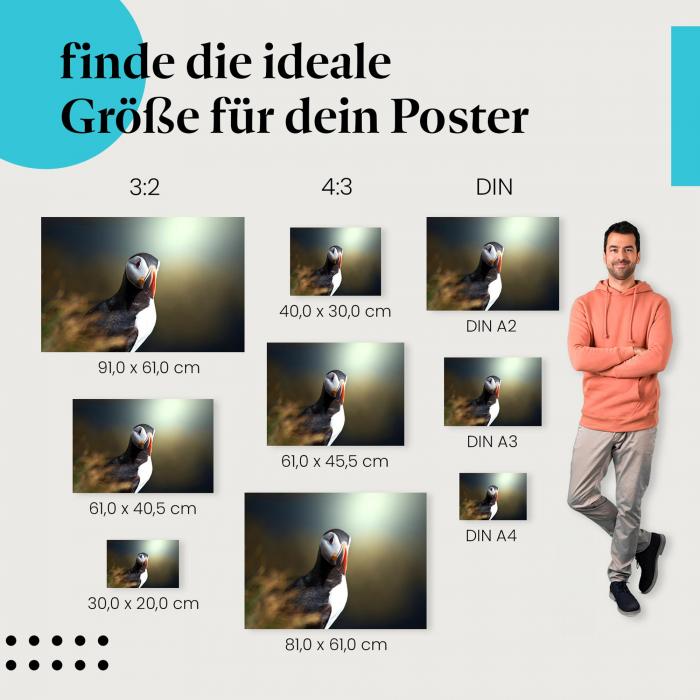 Papageitaucher Poster: Vogel Poster - jetzt bestellen!
