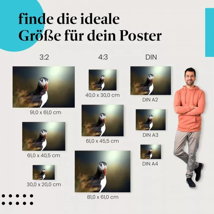 Papageientaucher: Abendlicht & Island | Postereck 0790
