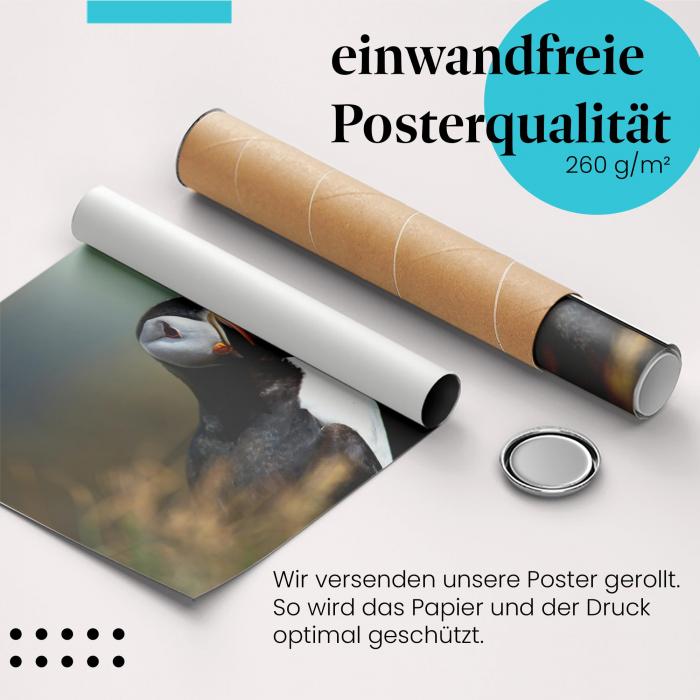 "Papageientaucher": Gerolltes Poster, majestätisch.