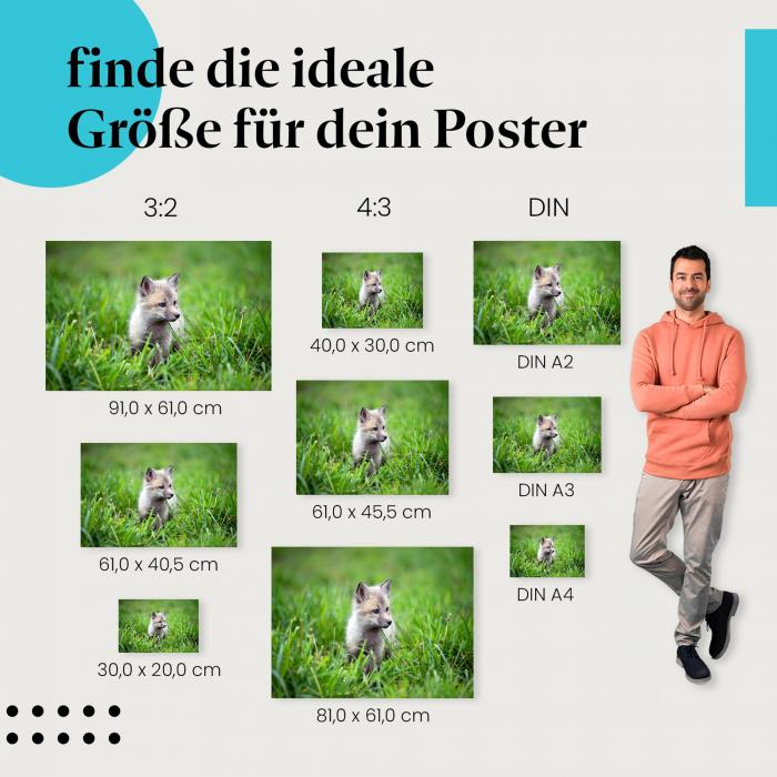 Polarfuchs, Poster: Welpe, grau, Wiese.