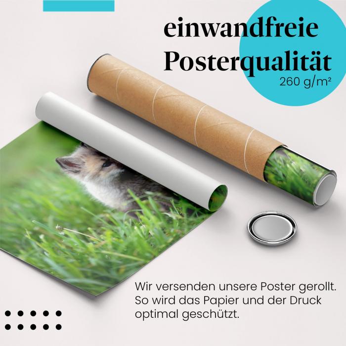 Gerolltes Poster "Polarfuchs". Arktische Tierwelt, sicher verpackt.