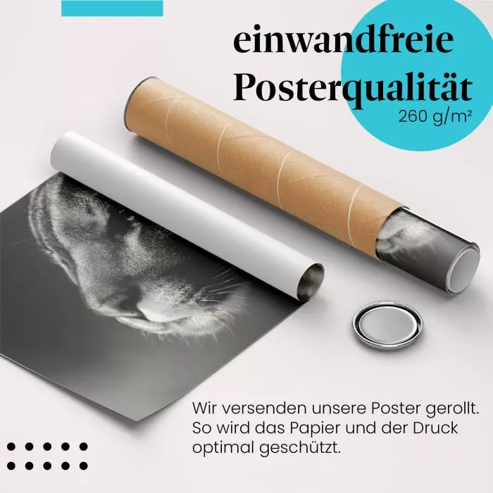 Pumaportrait | Postereck 2511