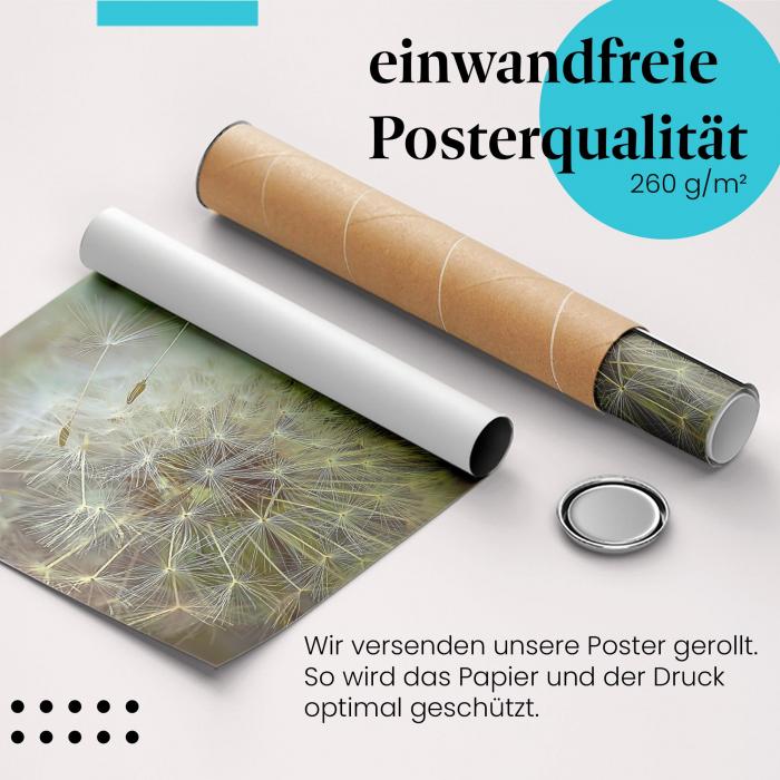 Gerolltes Poster "Pusteblume" - Zarte Natur, sicher verpackt.