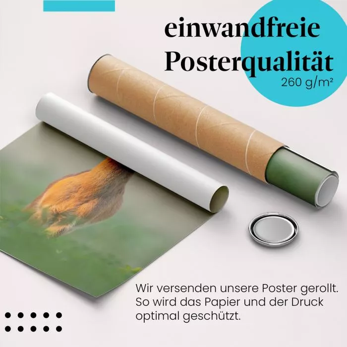 Junger Rehbock | Postereck 4110