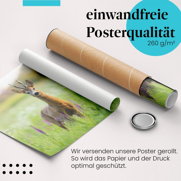Gerolltes Poster "Reh im Feld" - Natur & Tier, sicher verpackt.
