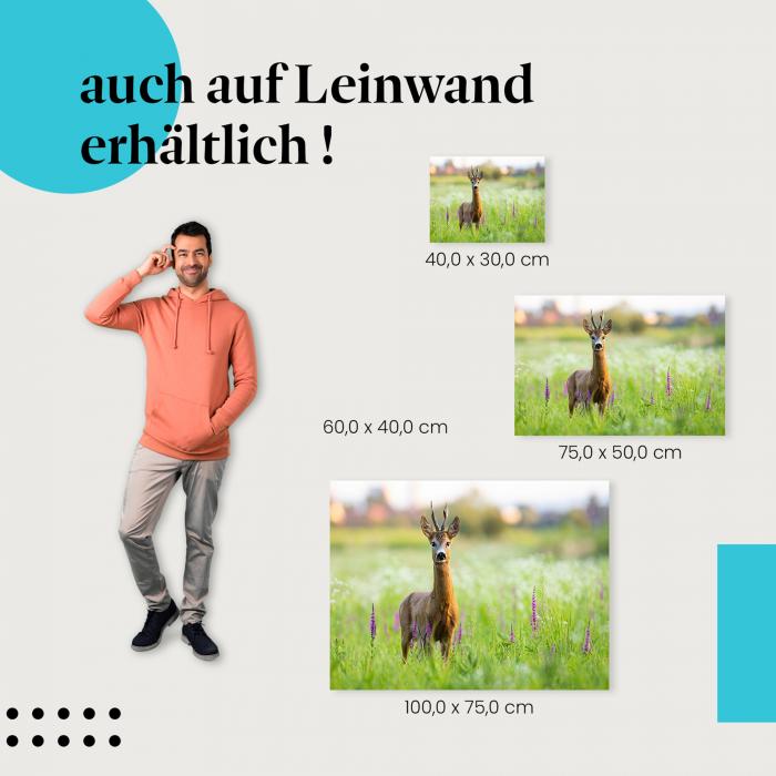 Reh: Leinwandbild. Wiese, Blumen, Sonnenuntergang.