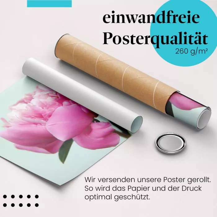 Rosa Pfingstrose: Zarte Schönheit | Postereck 0646