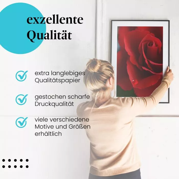 Rote Rose | Postereck 3416
