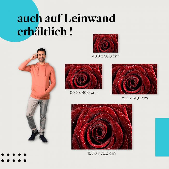 Leinwandbild "Samtig rote Rose": Valentinstag & rote Rose