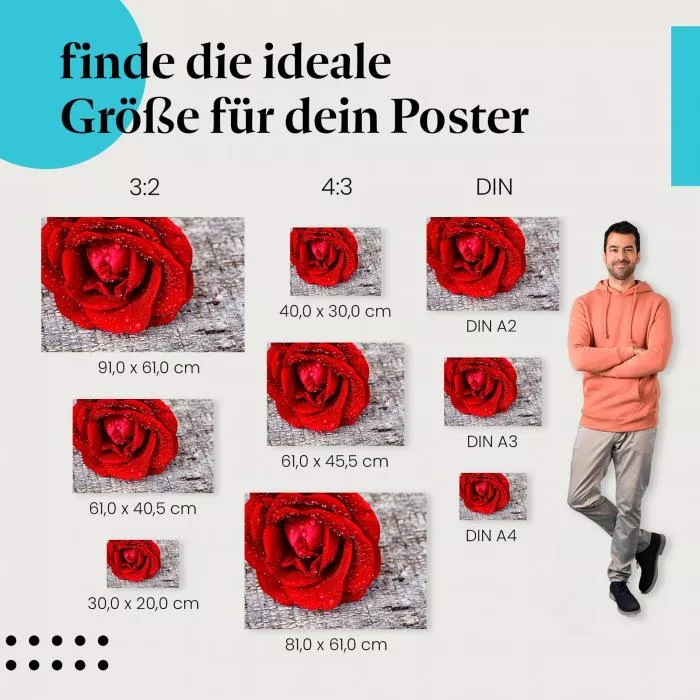 Rote Rose | Postereck 2364