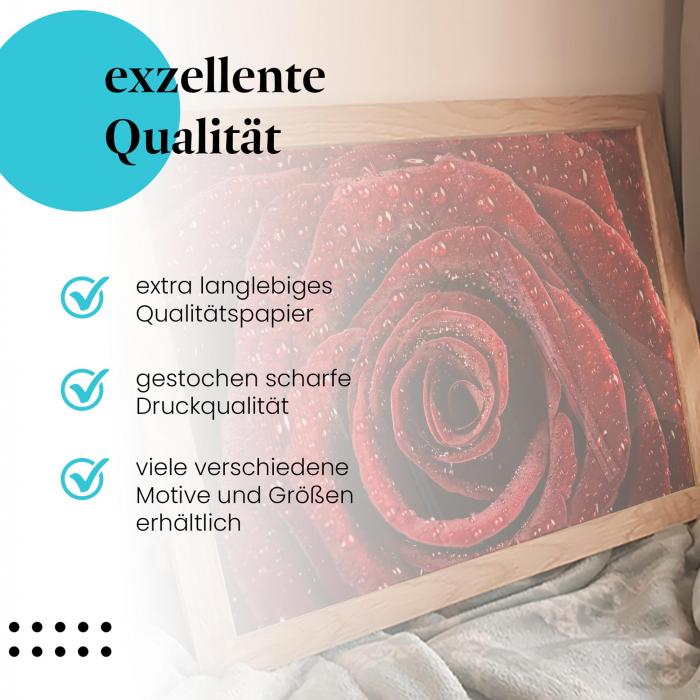 "Rote Rose": Gerahmtes Wandbild - Samtig, Tautropfen.