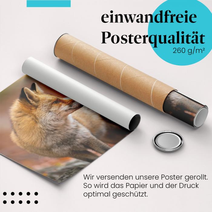 Gerolltes Poster "Fuchs im Herbst". Wildtier & Herbst, sicher verpackt.